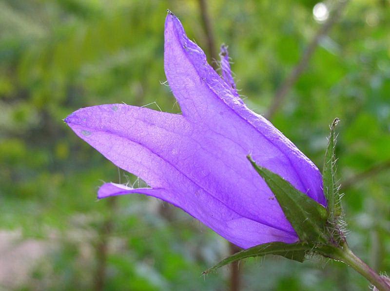 Campanula trachelium / Campanula selvatica